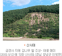 급경사지에 감나무 밭 조성 태풍 매미 2003년 9월 12일에 의한 산사태 (경남 창녕군 이방면)